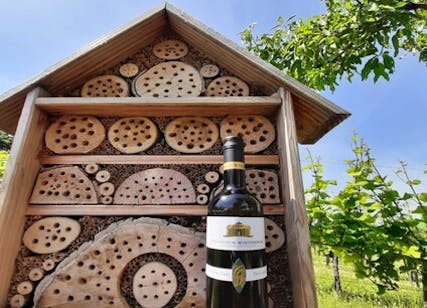 Souvignier Gris