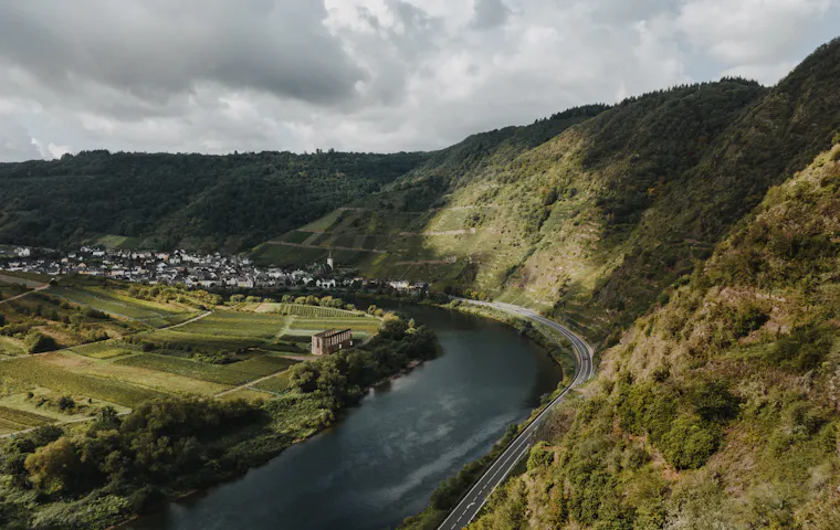 Weinreben an der Mosel