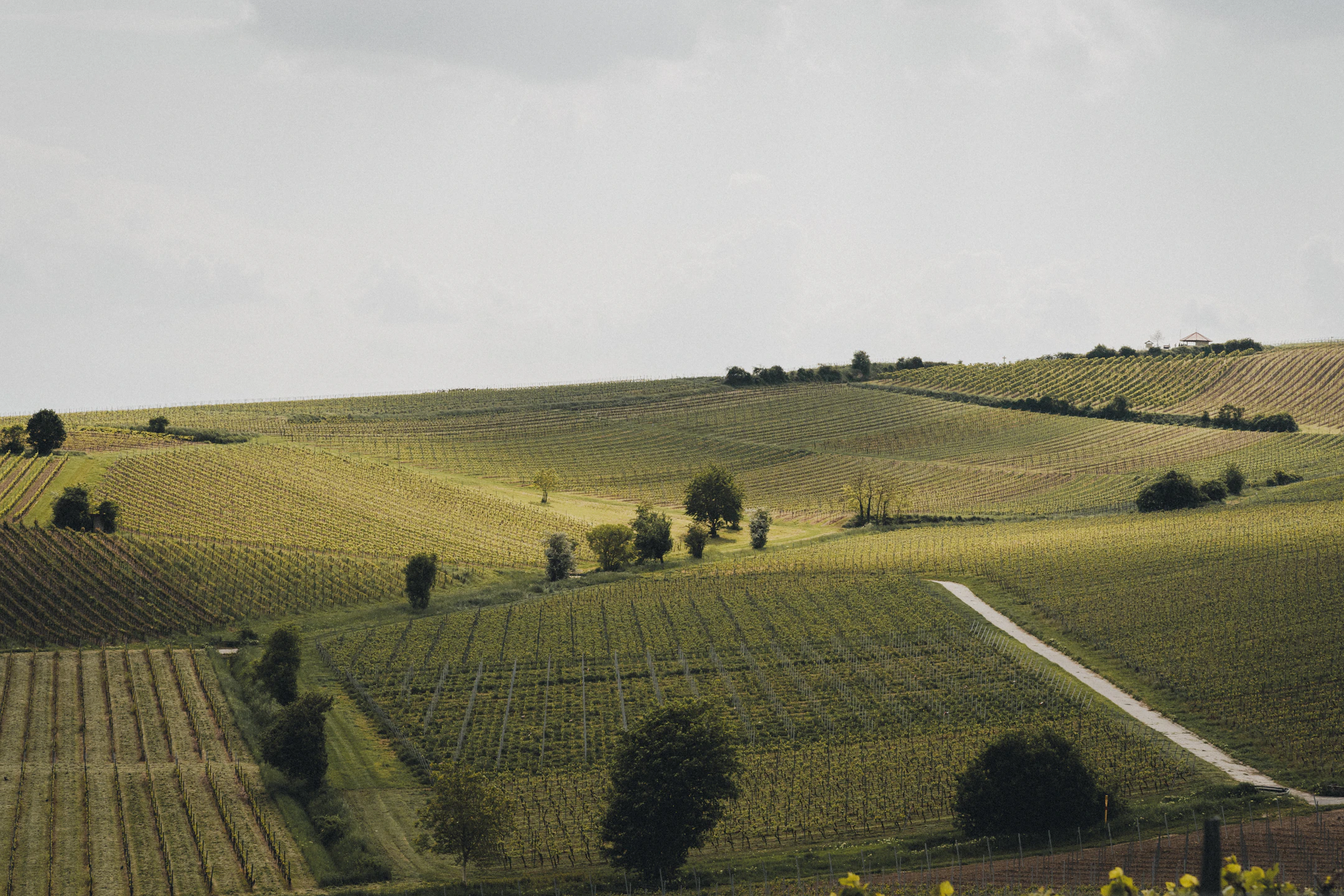 2023-05-15-Weinkellerei Oster - Stella Costa Fotografie-15_CMYK_heller.jpg